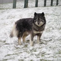 Salem, a female Siberian Husky for sale in Scio, OH – Photo 4 of 6