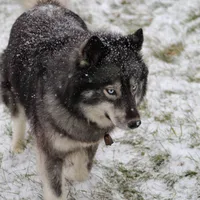 Salem, a female Siberian Husky for sale in Scio, OH – Photo 6 of 6