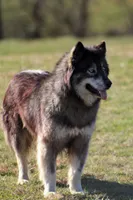 Salem, a female Siberian Husky for sale in Scio, OH – Photo 3 of 6