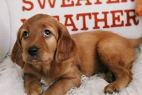 Pumpkin Spice , a female Beagle and Cocker Spaniel for sale in Scio, OH – 4 of 7