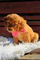 Opal , a female Beagle and Cocker Spaniel for sale in Scio, OH – 5 of 6