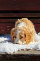 Noodles , a female Beagle and Cocker Spaniel for sale in Scio, OH – 4 of 7