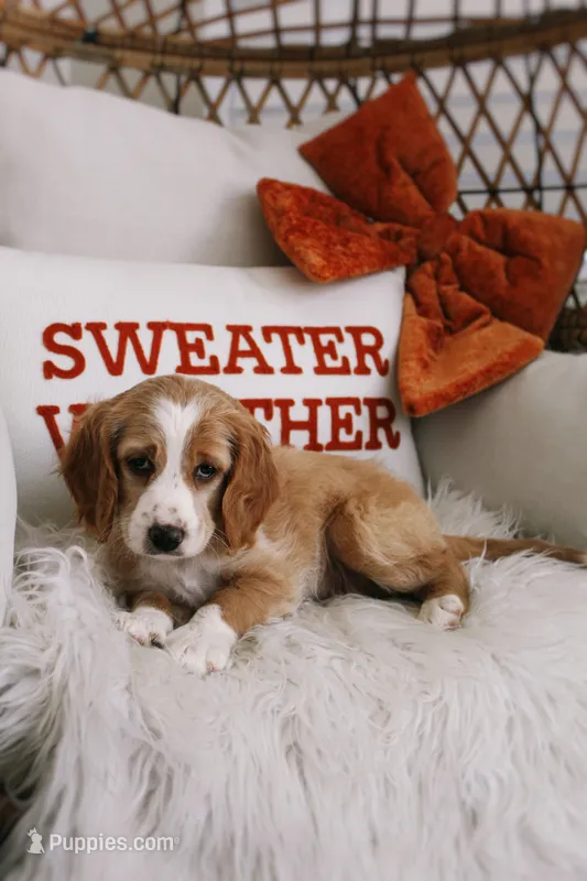Noodles  – Beagle, Cocker Spaniel puppy for sale in Scio, OH
