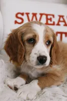 Noodles , a female Beagle and Cocker Spaniel for sale in Scio, OH – 2 of 7