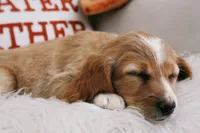 Maple , a female Beagle and Cocker Spaniel for sale in Scio, OH – 2 of 7