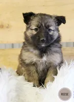 Reese , a female Australian Shepherd and German Shepherd Dog for sale in Scio, OH – Photo 3 of 9