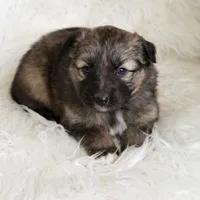 Reese , a female Australian Shepherd and German Shepherd Dog for sale in Scio, OH – Photo 6 of 9