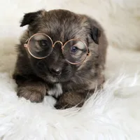 Reese , a female Australian Shepherd and German Shepherd Dog for sale in Scio, OH – Photo 5 of 9