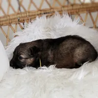 Reese , a female Australian Shepherd and German Shepherd Dog for sale in Scio, OH – Photo 9 of 9