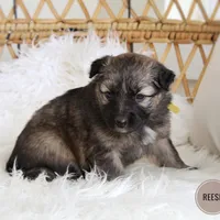 Reese , a female Australian Shepherd and German Shepherd Dog for sale in Scio, OH – Photo 7 of 9