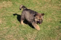 Reese , a female Australian Shepherd and German Shepherd Dog for sale in Scio, OH – Photo 2 of 9