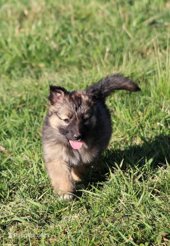 Reese  – Australian Shepherd, German Shepherd Dog puppy for sale in Sugarcreek, OH