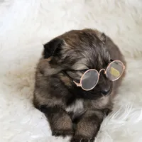 Reese , a female Australian Shepherd and German Shepherd Dog for sale in Scio, OH – Photo 8 of 9