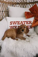 Copper , a male Beagle and Cocker Spaniel for sale in Scio, OH – 2 of 8