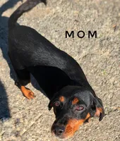Opal , a female Beagle and Cocker Spaniel for sale in Scio, OH – 6 of 6