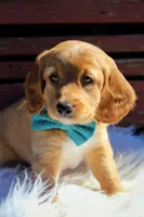 Copper , a male Beagle and Cocker Spaniel for sale in Scio, OH – 6 of 8