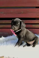 Robin , a female Beagle and Cocker Spaniel for sale in Scio, OH – 4 of 5