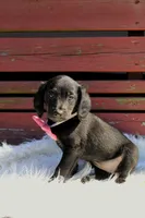 Robin , a female Beagle and Cocker Spaniel for sale in Scio, OH – 3 of 5