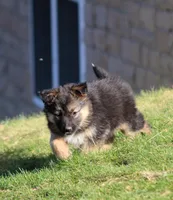 Denver , a female Australian Shepherd and German Shepherd Dog for sale in Scio, OH – Photo 1 of 10