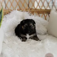 Denver , a female Australian Shepherd and German Shepherd Dog for sale in Scio, OH – Photo 10 of 10