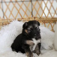 Denver , a female Australian Shepherd and German Shepherd Dog for sale in Scio, OH – Photo 5 of 10