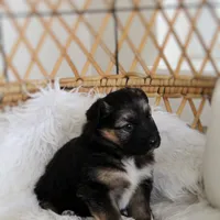 Denver , a female Australian Shepherd and German Shepherd Dog for sale in Scio, OH – Photo 8 of 10
