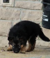 Denver , a female Australian Shepherd and German Shepherd Dog for sale in Scio, OH – Photo 2 of 10