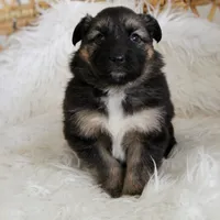 Denver , a female Australian Shepherd and German Shepherd Dog for sale in Scio, OH – Photo 9 of 10