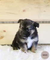Denver , a female Australian Shepherd and German Shepherd Dog for sale in Scio, OH – Photo 3 of 10