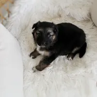 Denver , a female Australian Shepherd and German Shepherd Dog for sale in Scio, OH – Photo 6 of 10