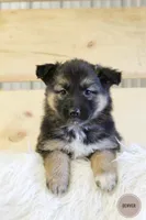 Denver , a female Australian Shepherd and German Shepherd Dog for sale in Scio, OH – Photo 4 of 10