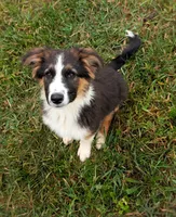 Rooster, a male Australian Shepherd and German Shepherd Dog for sale in Scio, OH – 3 of 8