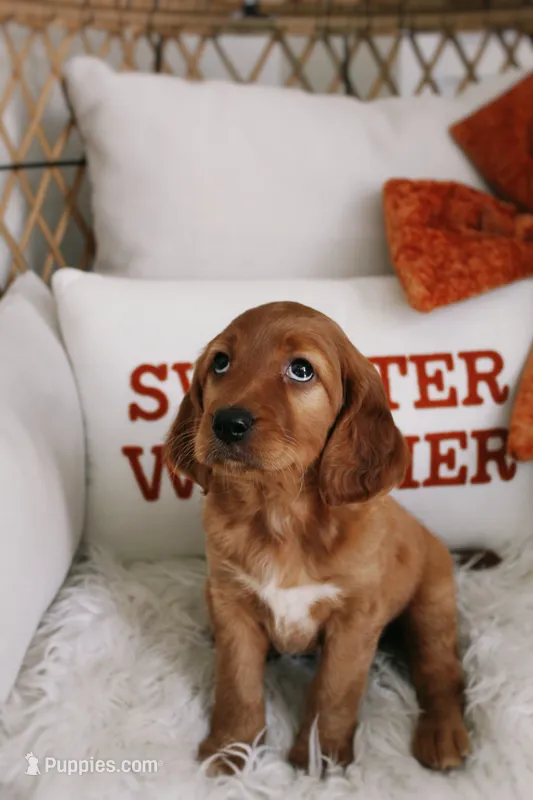 Pumpkin Spice  – Beagle, Cocker Spaniel puppy for sale in Scio, OH