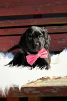 Raven, a female Beagle and Cocker Spaniel for sale in Scio, OH – 6 of 7