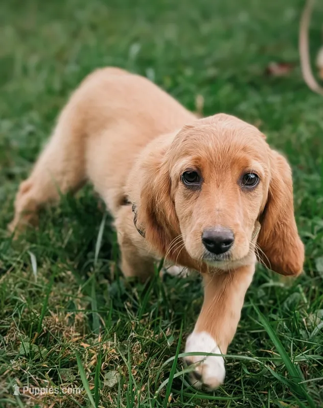 Copper – Beagle, Cocker Spaniel puppy for sale in Scio, OH
