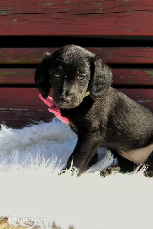 Robin  – Beagle, Cocker Spaniel puppy for sale in Scio, OH