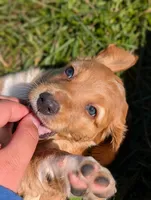 Copper , a male Beagle and Cocker Spaniel for sale in Scio, OH – 7 of 8