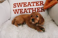 Opal , a female Beagle and Cocker Spaniel for sale in Scio, OH – 3 of 6