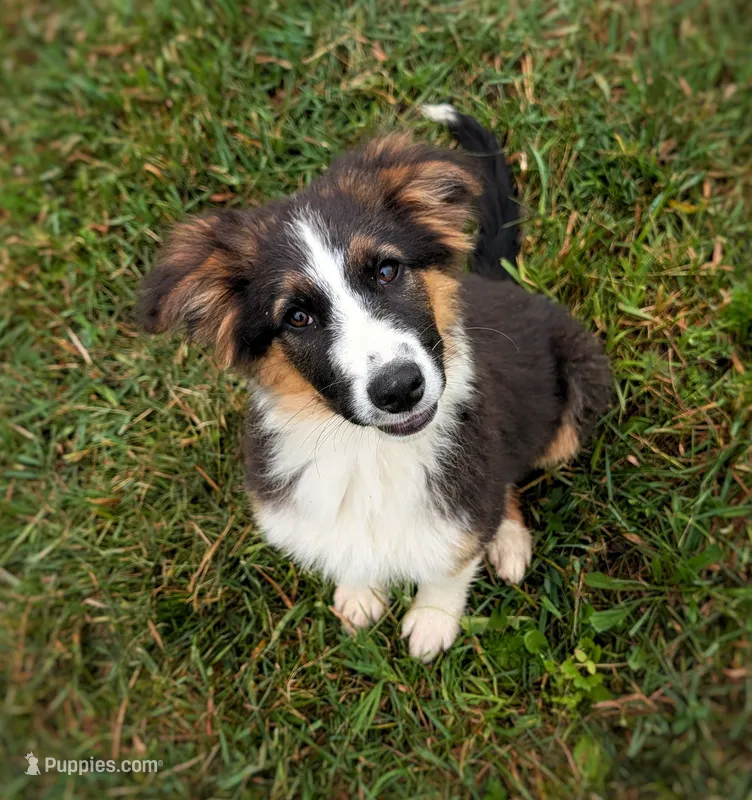 Rooster – Australian Shepherd, German Shepherd Dog puppy for sale in Scio, OH