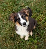 Rooster, a male Australian Shepherd and German Shepherd Dog for sale in Scio, OH – 1 of 8