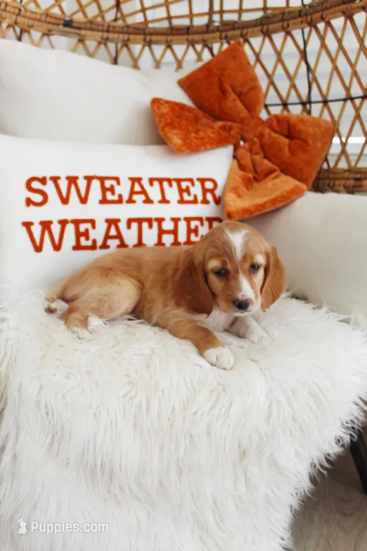 Maple  – Beagle, Cocker Spaniel puppy for sale in Scio, OH