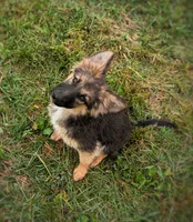 Willow, a female Australian Shepherd and German Shepherd Dog for sale in Scio, OH – 3 of 8