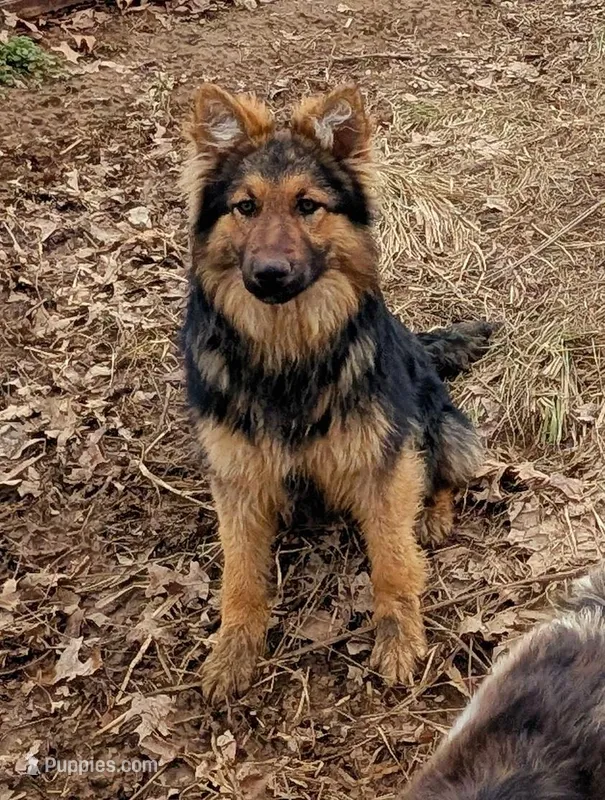Parker  – German Shepherd Dog puppy for sale in Sugarcreek, OH