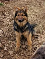 Parker , a female German Shepherd Dog for sale in Sugarcreek, OH – Photo 1 of 2