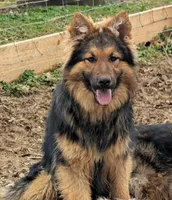 Parker , a female German Shepherd Dog for sale in Sugarcreek, OH – Photo 2 of 2