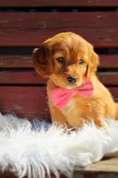 Opal , a female Beagle and Cocker Spaniel for sale in Scio, OH – 4 of 6
