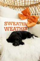 Raven, a female Beagle and Cocker Spaniel for sale in Scio, OH – 1 of 7