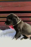 Robin , a female Beagle and Cocker Spaniel for sale in Scio, OH – 2 of 5