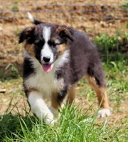 Rooster, a male Australian Shepherd and German Shepherd Dog for sale in Scio, OH – 2 of 10
