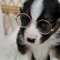 Rooster , a male Australian Shepherd and German Shepherd Dog for sale in Scio, OH – Photo 8 of 9